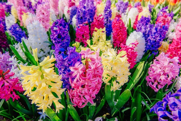 Group of beautiful multicolored hyacinths. Holland. — Stock Photo, Image