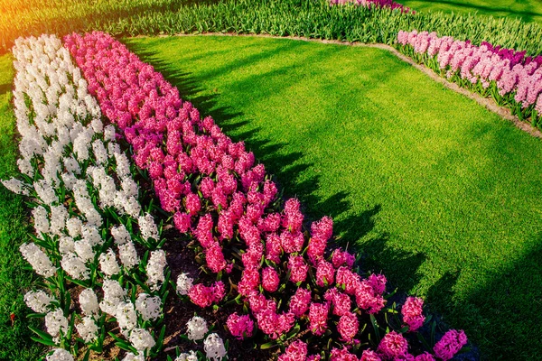 Grupa piękne wielobarwny Hiacynty. Holandia. — Zdjęcie stockowe