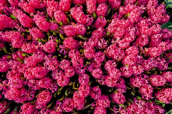 公園内の花の花壇. — ストック写真