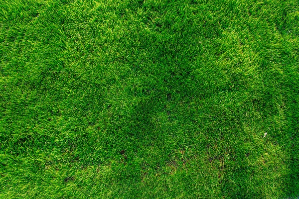 녹색 잔디입니다. 자연 배경 텍스처 — 스톡 사진