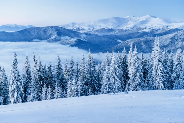 Árboles de paisaje de invierno en las heladas —  Fotos de Stock