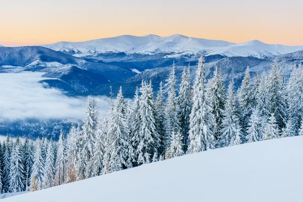 Winter landschap bomen in vorst — Stockfoto