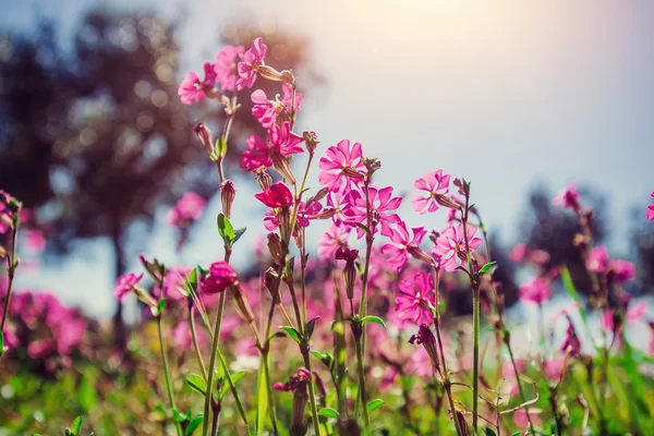 Campos de flores rosadas al sol.Fondo natural borroso. Así que... — Foto de Stock