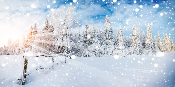 魔法冬雪に覆われた木、いくつかのソフトの高い背景 — ストック写真