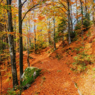 Huş ağacı orman sonbahar sezonu sırasında güneşli öğleden sonra