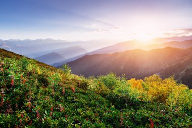 Blooming rhododendron flowers in Caucasus mountains. Upper Svane