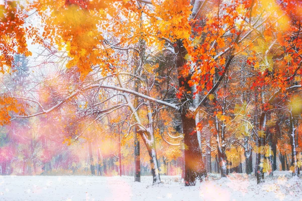 Oktober berg beukenbos met eerste wintersneeuw, — Stockfoto