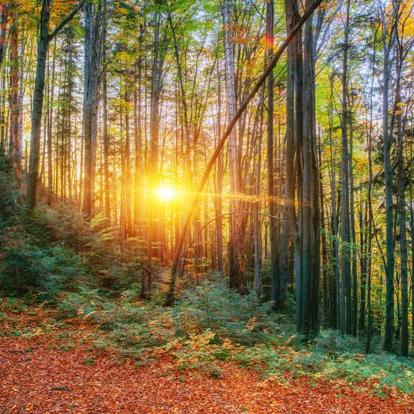 Bosque de abedul en la tarde soleada, mientras que la temporada de otoño —  Fotos de Stock