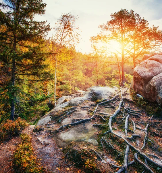 Grande pierre dans la forêt — Photo