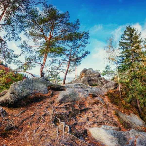 Большой камень в лесу — стоковое фото