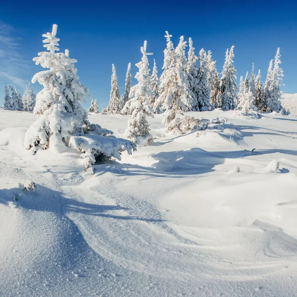 Alberi paesaggio invernale innevato — Foto Stock