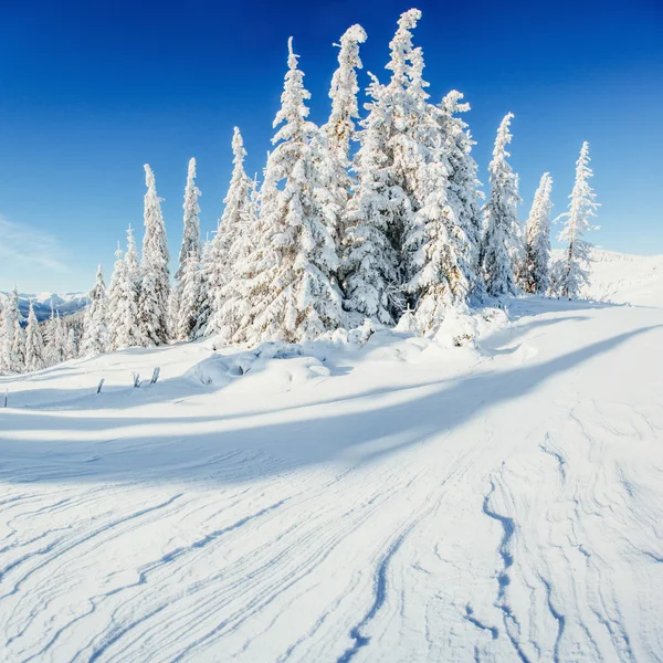 Alberi paesaggio invernale innevato — Foto Stock