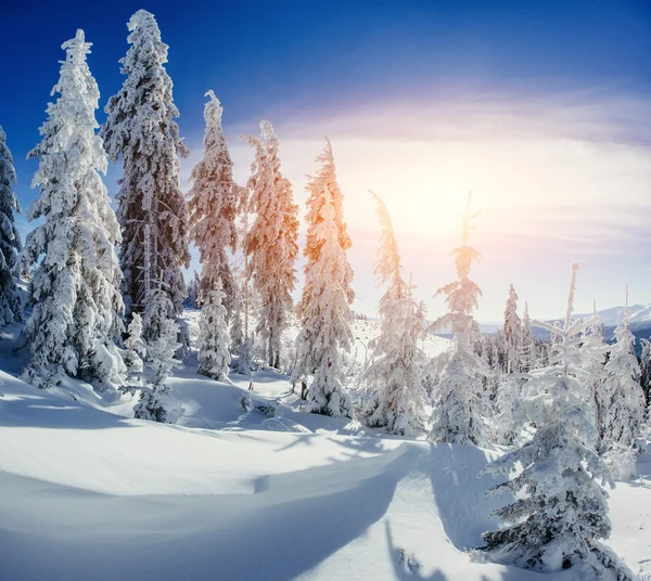 Winterlandschaft Bäume eingeschneit — Stockfoto