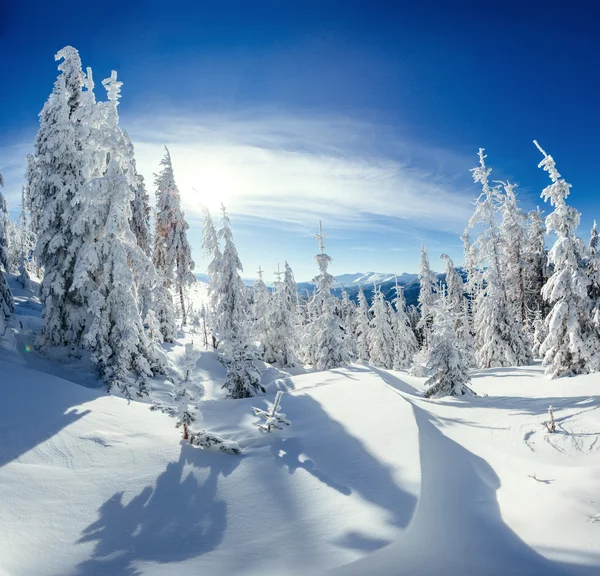 Zimowy krajobraz drzew śniegiem — Zdjęcie stockowe