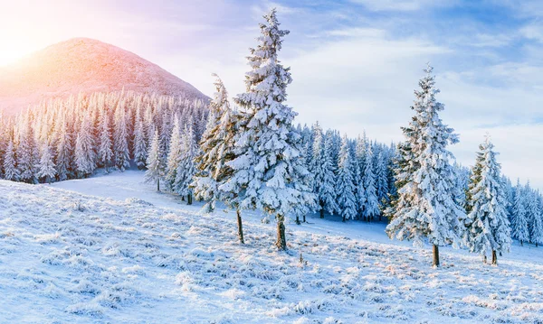 Winterlandschaft Bäume eingeschneit — Stockfoto