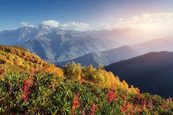 Kukkivat alppiruusun kukat Kaukasuksen vuorilla. Yläosa Svane — kuvapankkivalokuva