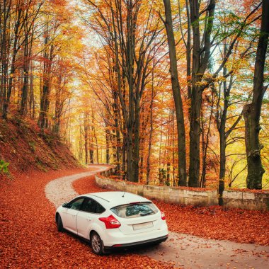 Orman yolunda beyaz bir araba. Altın sonbahar.