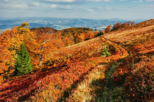 Herfst trail die leidt naar de bergen en groenblijvende boom. Goud — Stockfoto