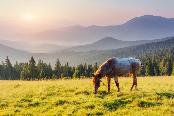 Pastos de caballos en las montañas. Misterioso amanecer que es por fo — Foto de Stock