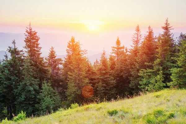 Fleurs sauvages dans les montagnes au coucher du soleil. Carpates, Ukraine, Eur — Photo