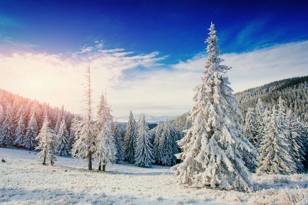 Árbol cubierto de nieve mágico invierno. Puesta de sol en los Cárpatos. Ukr — Foto de Stock