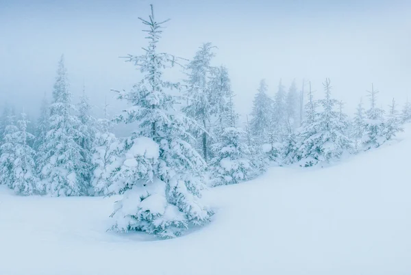 Magisk vintersnø dekket med gran – stockfoto
