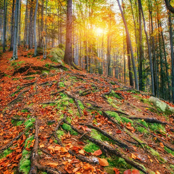 Большой камень в лесу. Карпаты, Украина, Европа . — стоковое фото