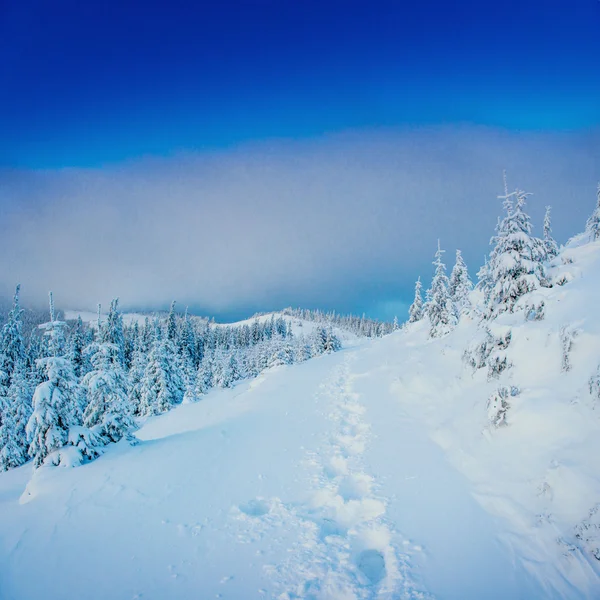 In Vorfreude auf den Urlaub. Karpaten, Ukraine, Europa. — Stockfoto