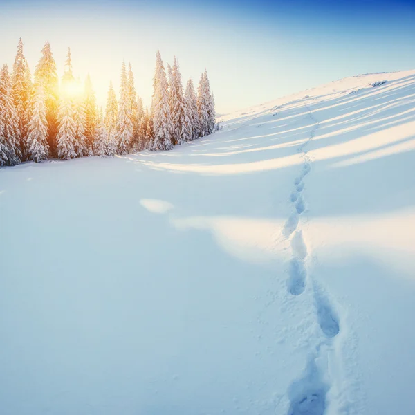 Solnedgång. I väntan på semestern. Karpaterna, Ukraina, euro — Stockfoto