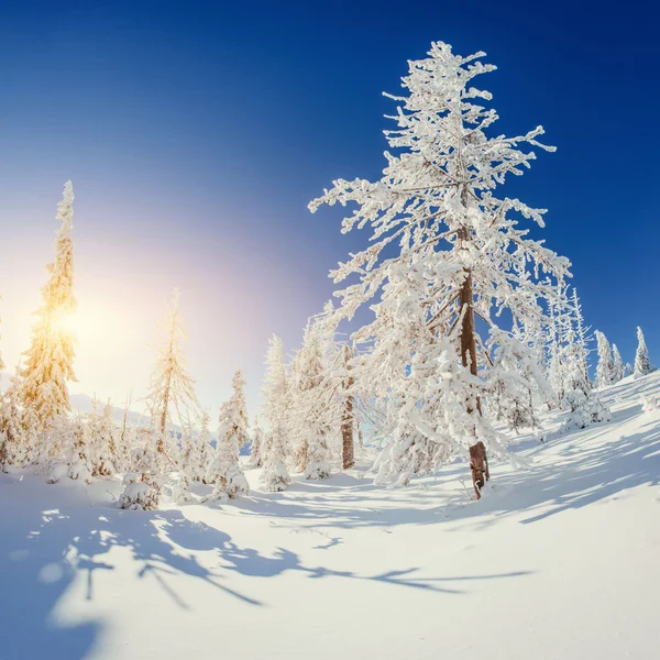 Die Sonnenstrahlen bahnen sich ihren Weg durch die schneebedeckten Fichten im — Stockfoto