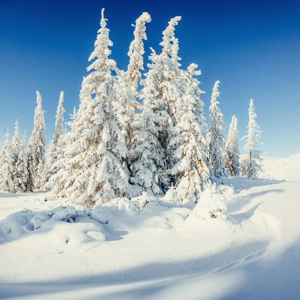 Traumhafte Winterlandschaft und Baum im Raureif. im Vorgriff — Stockfoto