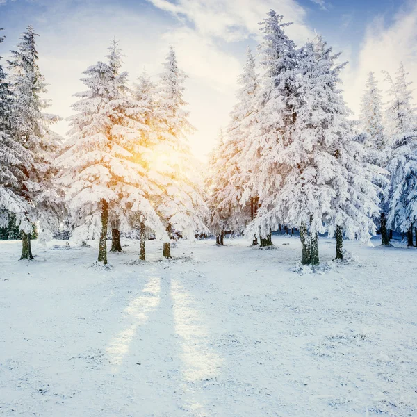 I raggi del sole si fanno strada attraverso l'abete rosso innevato in — Foto Stock