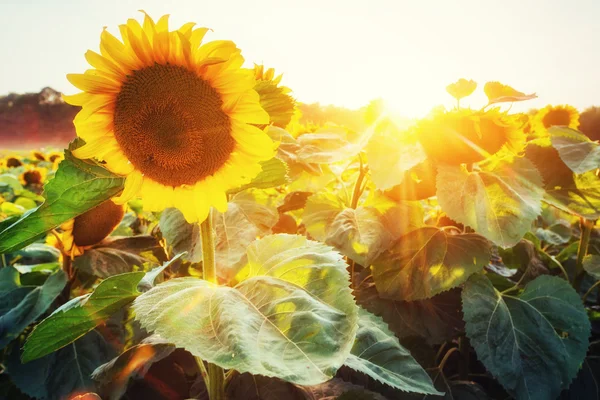 Zonsondergang over zonnebloemen veld — Stockfoto