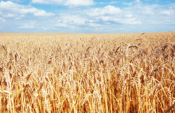 青空の下で黄金の麦畑。収穫の時. — ストック写真