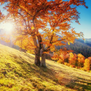 Huş ağacı orman sonbahar sezonu sırasında güneşli öğleden sonra 