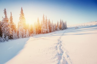 Kış manzarası güneş parlıyor. Dramatik kış sahne. Karpat, Ukrayna, Europe.