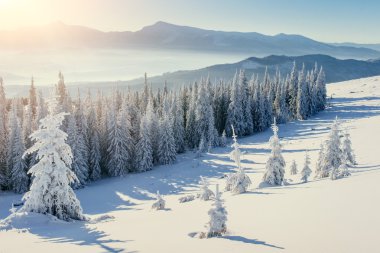 sihirli kış kar kaplı ağaç. Karpat, Ukrayna, Europe.