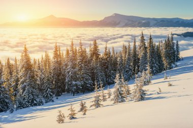 Kış Dağları'nda sis. Fantastik günbatımı. Karpatlar. Ukrayna.