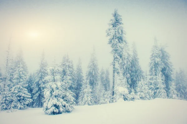 Winterlandschaftsbäume bei Frost und Nebel — Stockfoto