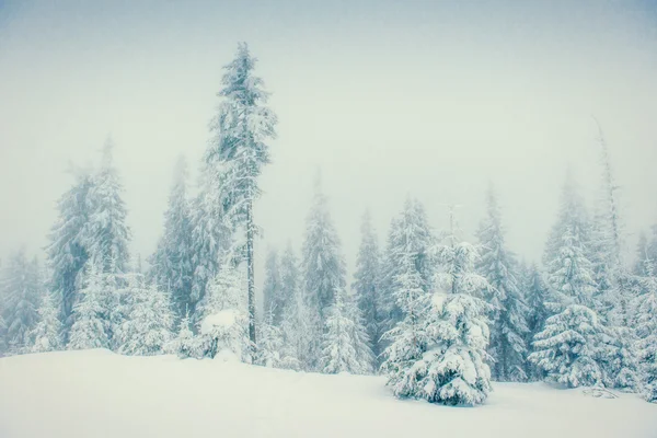 Зимние пейзажные деревья в морозе и тумане — стоковое фото
