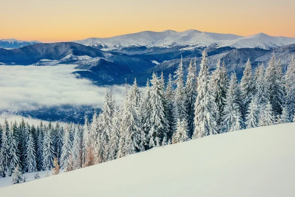 Mgła w górach zimą. Fantastyczne zachody słońca. Karpaty. Ukraina. — Zdjęcie stockowe