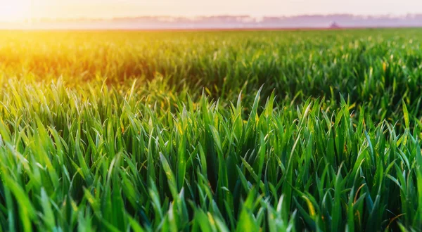 Zielona trawa. tekstura tło naturalne — Zdjęcie stockowe