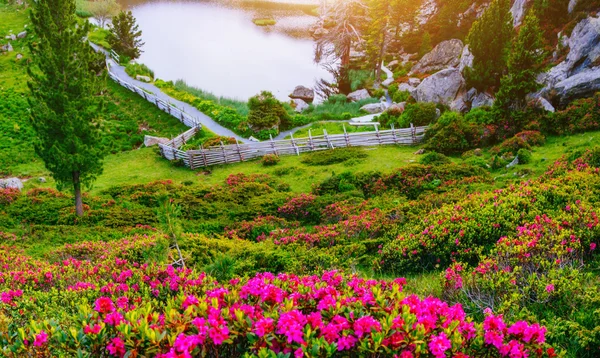 Glade with flowers near the water in the mountains — Stock Photo, Image