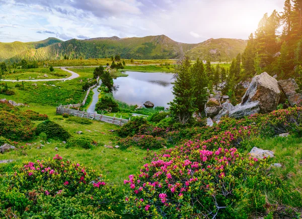 Glade with flowers near the water in the mountains — Stock Photo, Image