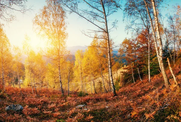 Forest Road w jesieni. Jesiennego krajobrazu. Ukraina. Europie — Zdjęcie stockowe