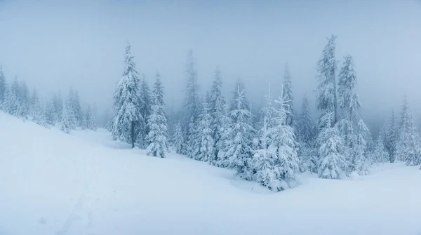 Winterlandschaftsbäume bei Frost und Nebel — Stockfoto