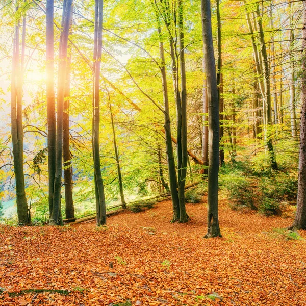 Forest Road en otoño. Paisaje otoñal. Ucrania. Europa —  Fotos de Stock