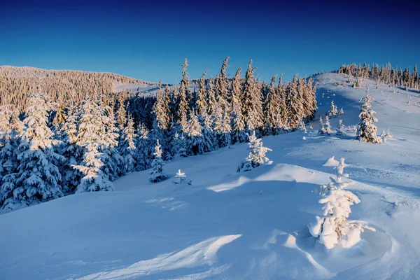 Magischen Winter schneebedeckten Baum. Karpaten, Ukraine, Europa. — Stockfoto