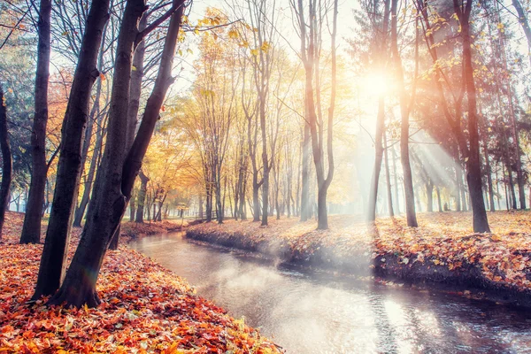 Outono dourado. Os raios do sol passam por árvores no parque . — Fotografia de Stock