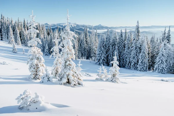 冬天树在雪中 — 图库照片